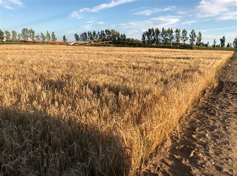 best 2 row barley for cattle.